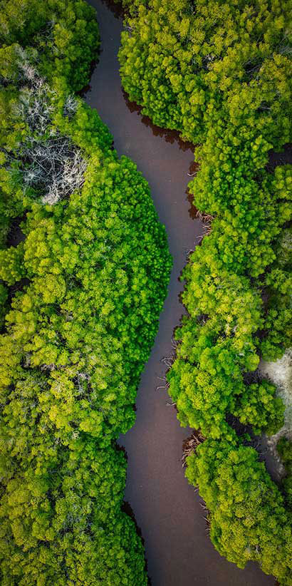 Arial view of mangrove trees and river.