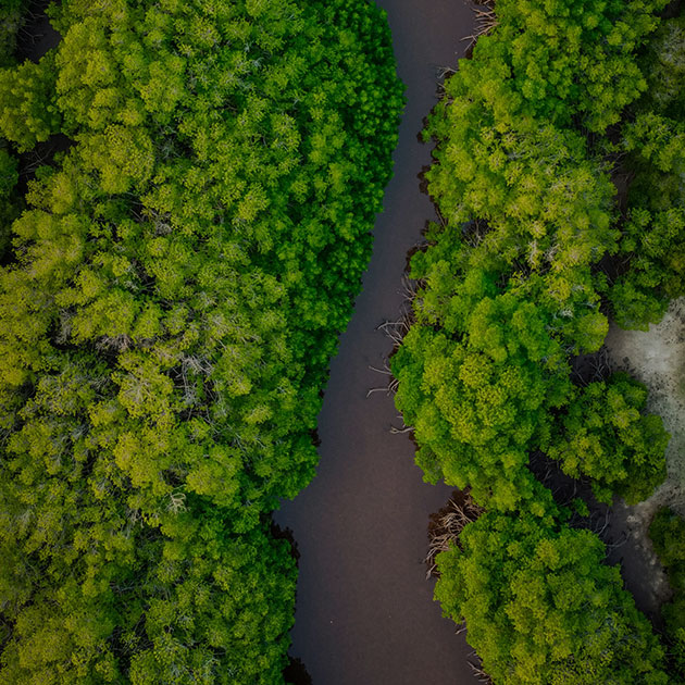 Arial view of mangrove trees and river.